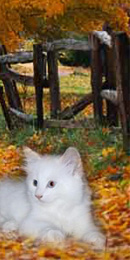 Vetle av Moltemyr (N)