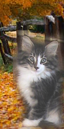 Lord av Moltemyr (N)