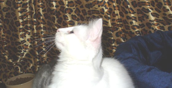 Norwegian Forest cat, kitten, Juni on the show...