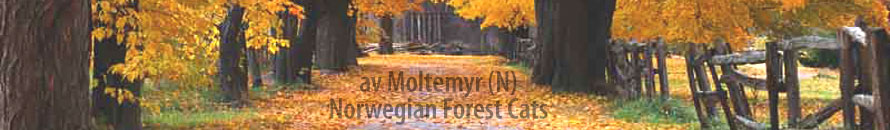 Norwegian Forest Cats - av Moltemyr (N)