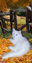 Tuva av Moltemyr (N)